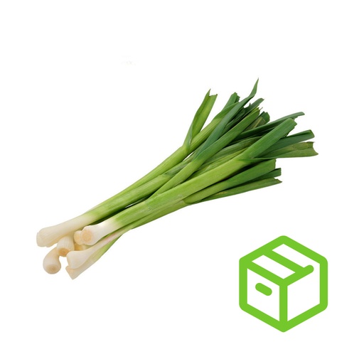 SMALL LEEK  蒜苗 (Case箱装）