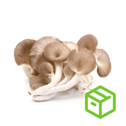 OYSTER MUSHROOM 蠔菇（箱装）