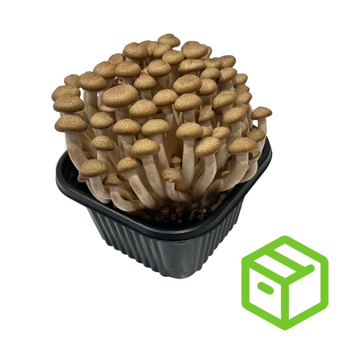 BEECH BROWN MUSHROOM 崧茸菇（箱装）