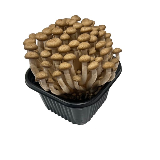 BEECH BROWN MUSHROOM 崧茸菇 (Bag包）